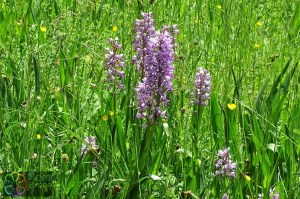 orchis simia (1).jpg